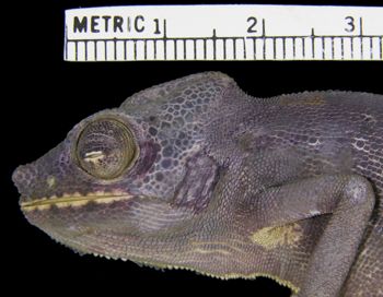 Media type: image; Herpetology R-7758